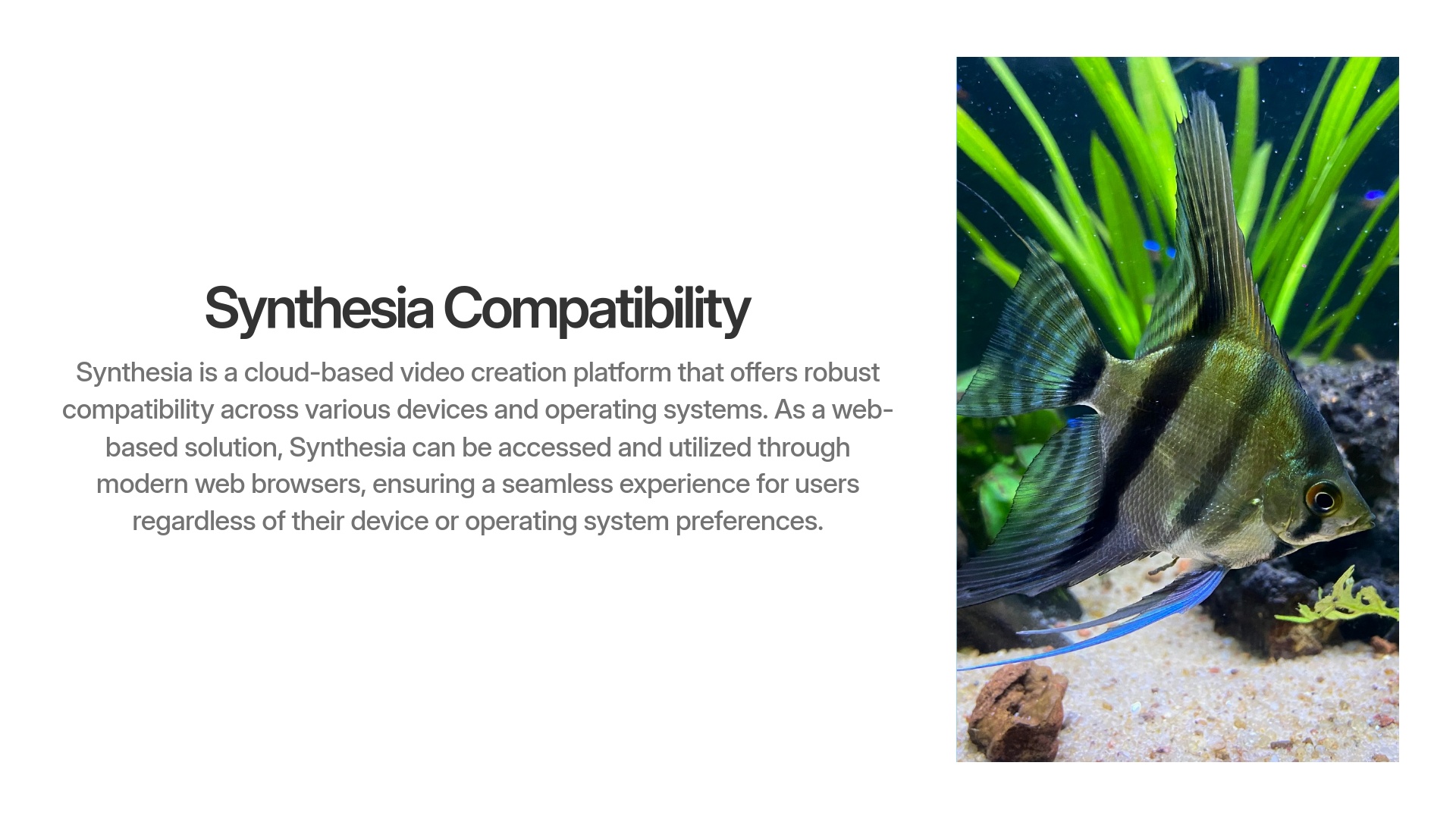 Synthesia Compatibility